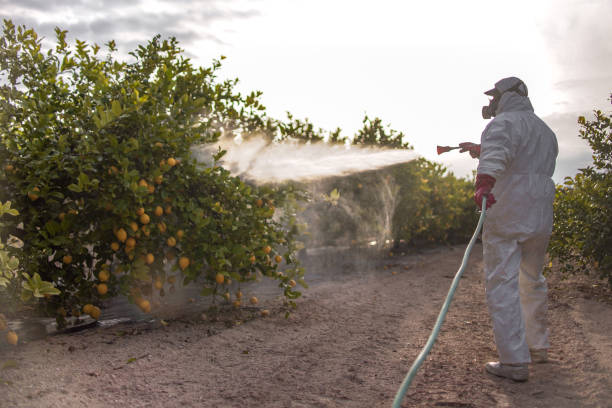 Pest Control Cost in Mcallen, TX